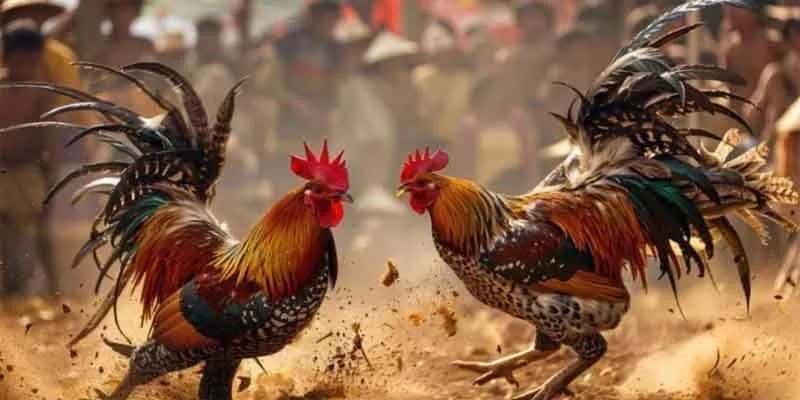 Chiến thuật đá gà cựa dao 33win
