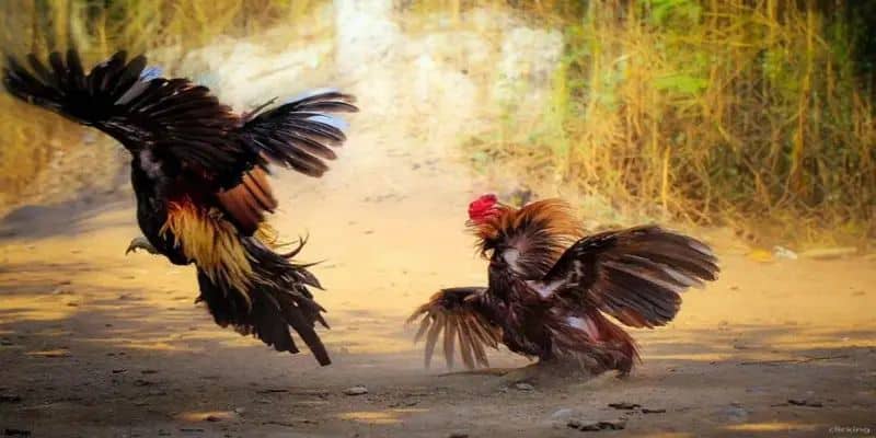 Luật chơi đá gà cựa dao 33WIN